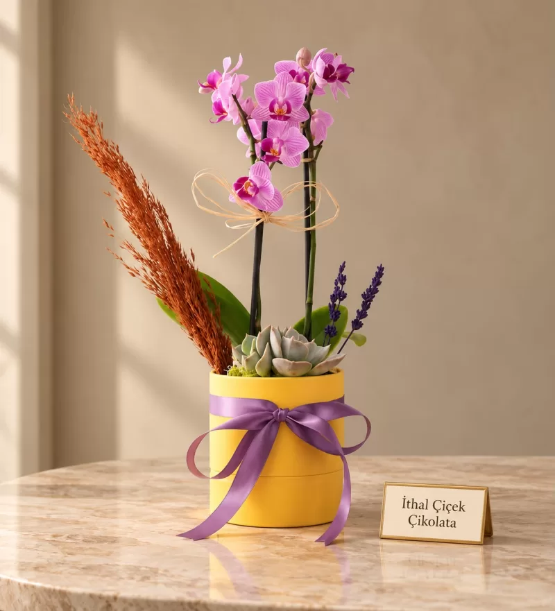 Sarı Saksıda Mini Mor Orkide ve Sukulent
