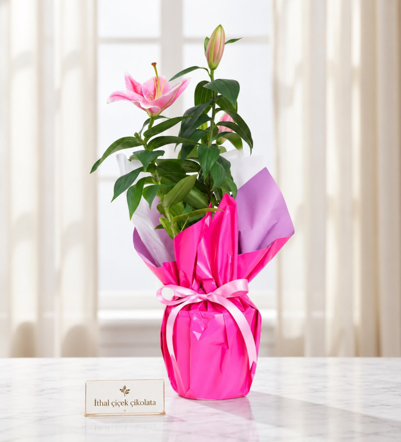 Lila Pembe Buketli Beyaz Polimer Saksıda Pembe Lilyum