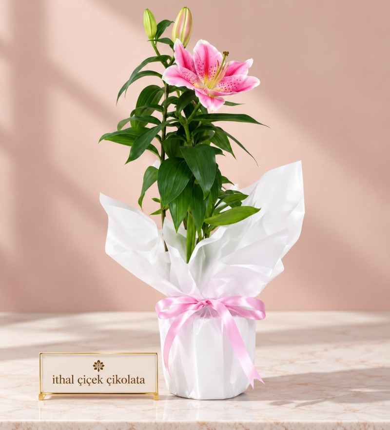 Pembe Kurdeleli Beyaz Polimer Saksıda Pembe Lilyum