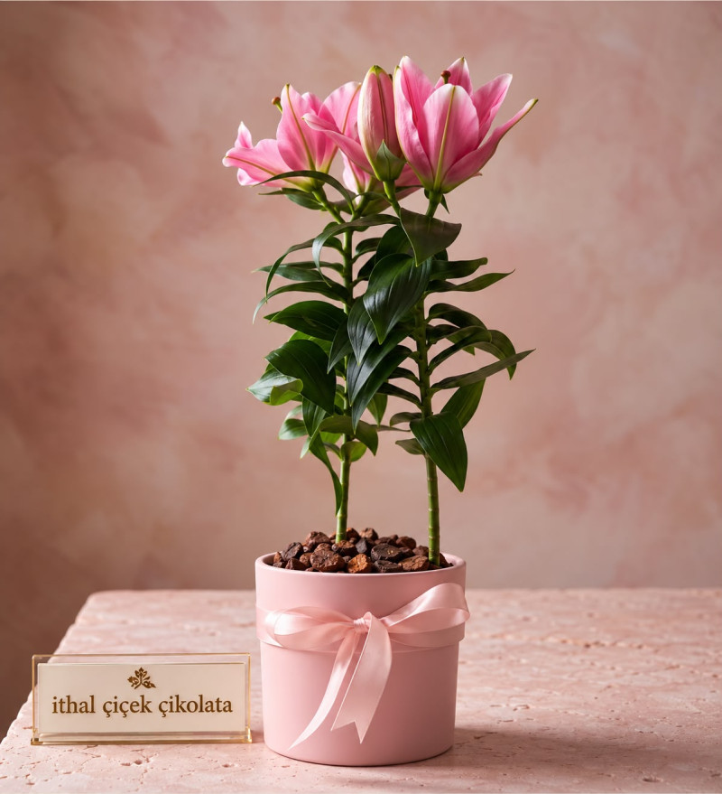 Pembe Polimer Saksıda Pembe Lilyum