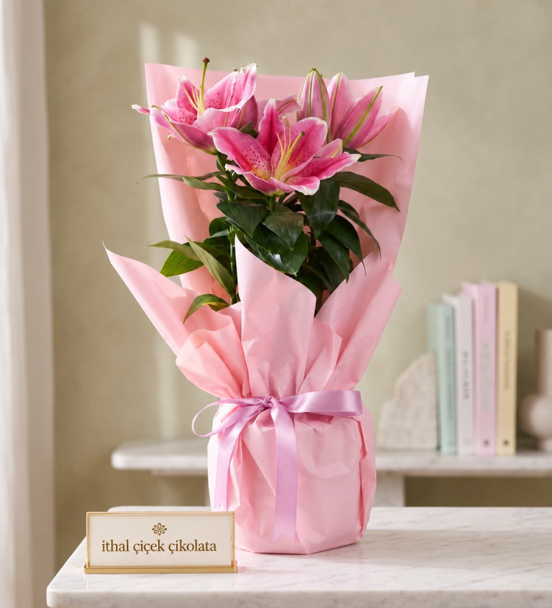 Pembe Buket Kağıtlı Polimer Saksıda Pembe Lilyum
