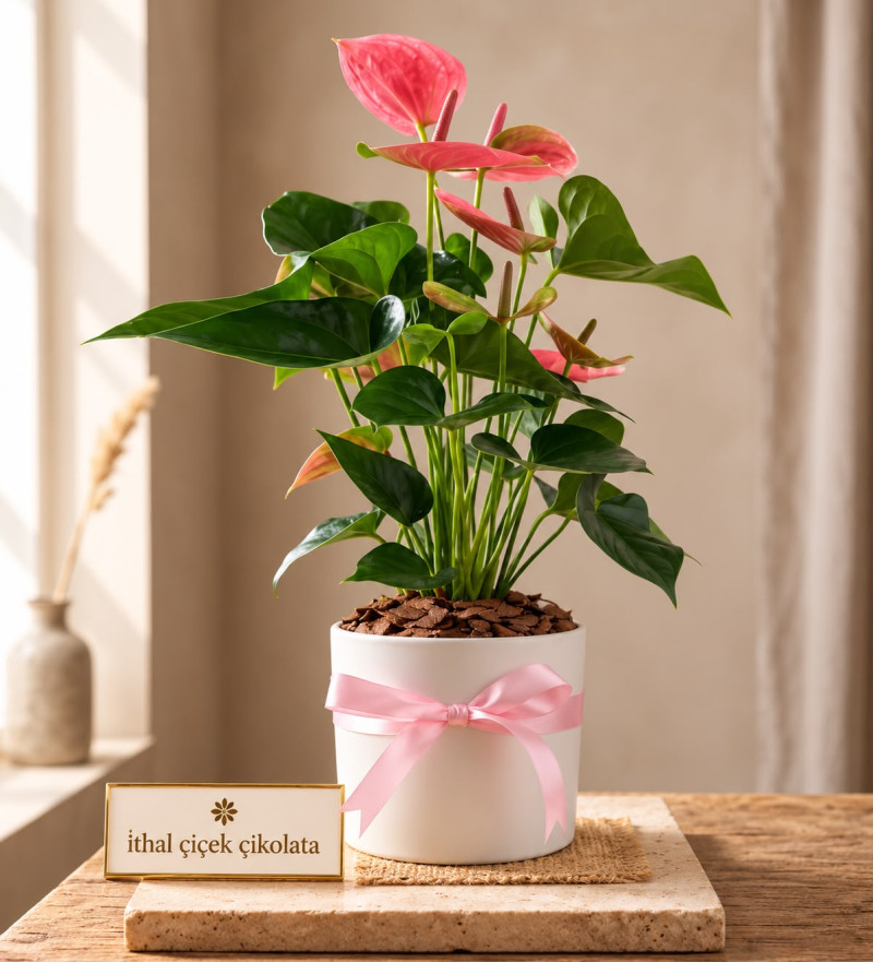 Beyaz Polimer Saksıda Pembe Antoryum