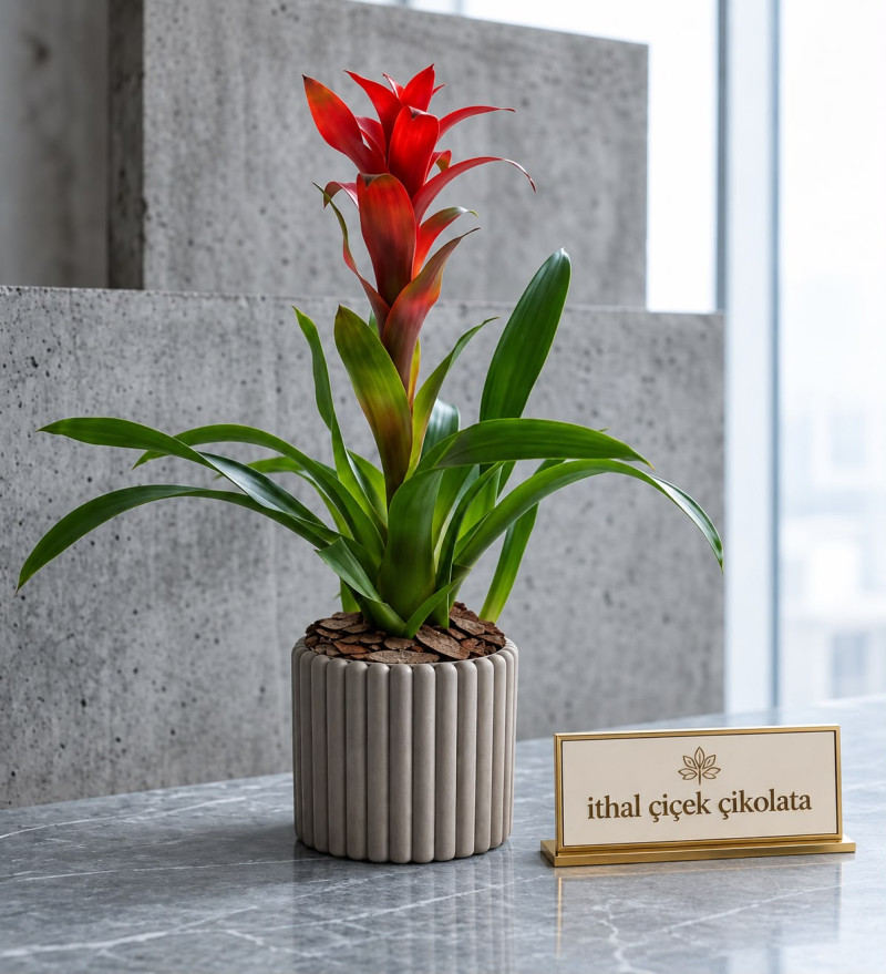 Düz Çizgili Gri Beton Saksıda Guzmania Bitkisi