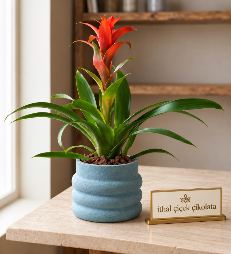 Katmanlı Beton Saksıda Guzmania