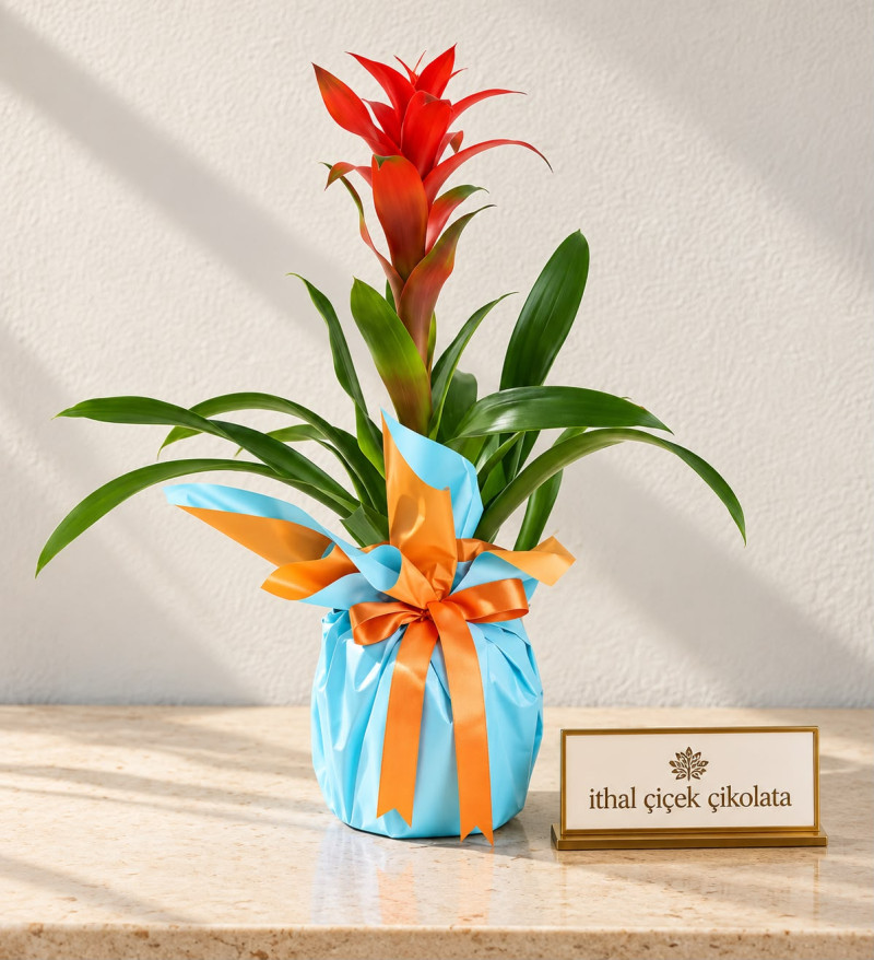Turuncu Mavi Buketli Polimer Saksıda Guzmania
