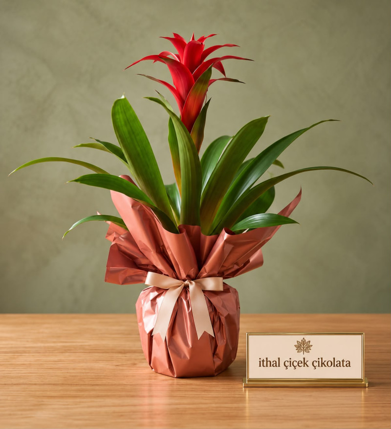 Buketli Polimer Saksıda Guzmania